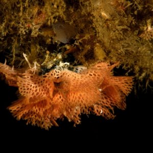 Phidolopora pacifica, Lacy bryozoan