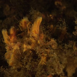 Halichondria panicea, Breadcrumb Sponge