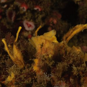 Halichondria panicea, Breadcrumb Sponge