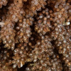 Octopus rubescens eggs