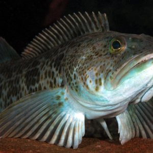 Ophiodon elongatus, Lingcod