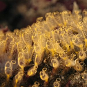 Pycnoclavella stanleyi