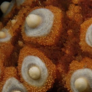 Golf Ball Reef Close up D3X7151