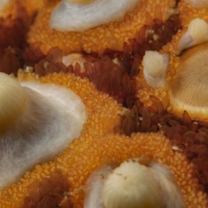 Golf Ball Reef D3X7152
