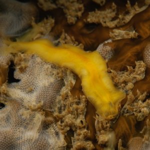 Golf Ball Reef D3X7163