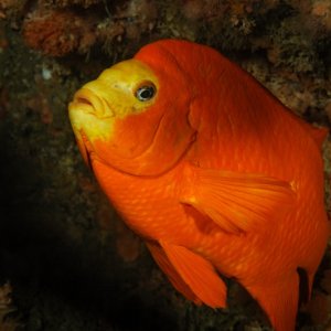 Garibaldi
