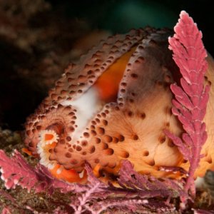 Neobernaya spadicea, Chestnut cowrie
