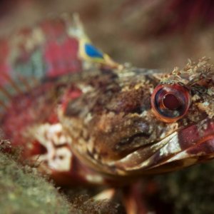 Neoclinus uniotatus, Onespot Fringehead