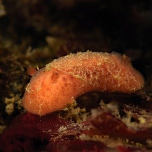 Rostanga pulchra