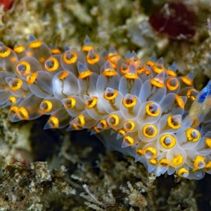 Antiopella barbarensis