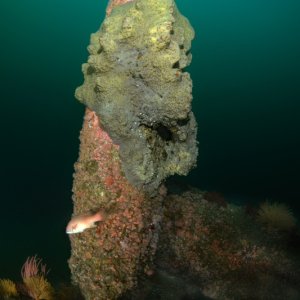 Spongehenge for CDN
