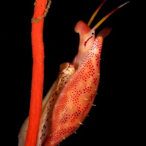 Simnia arcuata D3X4508