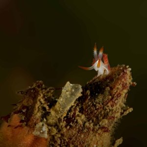Torrance Reef D3X4586