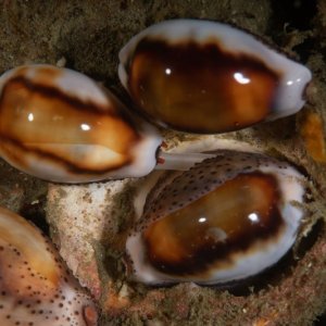 Golf Ball Reef DSC0135