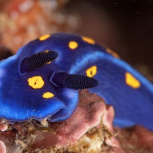 Kevin\'s Reef DSC0759