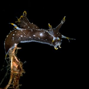 Polycera hedgpethi
