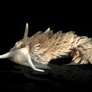Shag Rug nudibranch, Aeolidia loui
