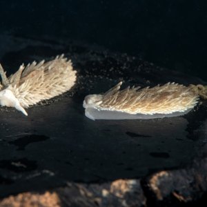 Dock Dive DSC1115