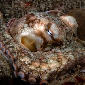 Octopus bimaculoides, California Two-spot Octopus small