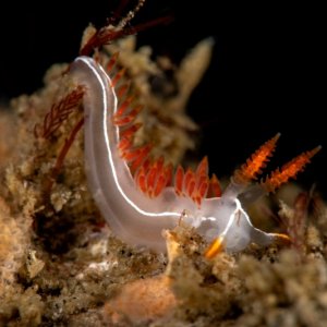 GBR 043