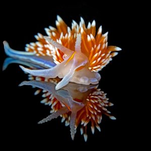 Kevin\'s Reef DSC 2431