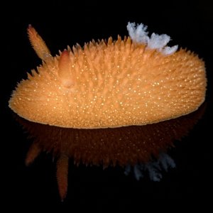 Acanthodoris lutea