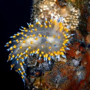 Antiopella barbarensis