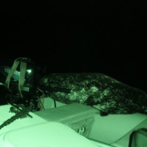 The seal that would not go away!