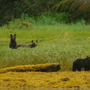 Grizzly Bears!