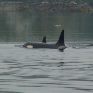 Part of a pod of Orcas