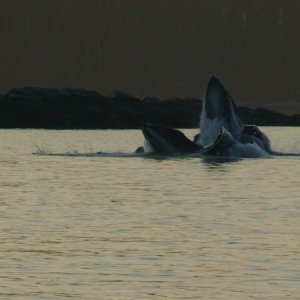 We were lucky enough to see them bubble feeding.