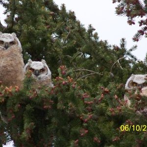 The Three Chicks