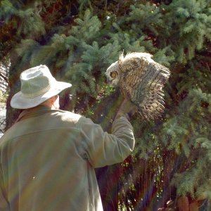 Setting Chick Back in the Tree.  2nd time in last 3 weeks have set owl chicks back in tree.  Once with Mom only 3 feet away snapping loudly