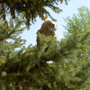 After sleeping 4 hrs it made it back to top of tree then flew to join other chicks and MOM
