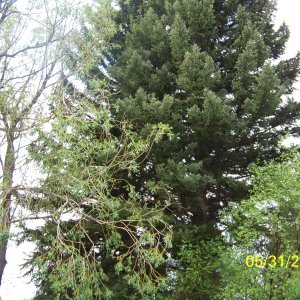 Nesting Tree-single chick is on nest center of tree toward top