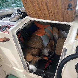 Media '110# Dog fits in the 16 Angler \"Cabin\"' in album 'Hercules'