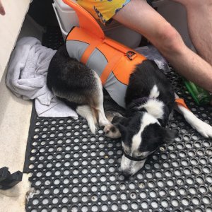 Media 'Lacey with her new life vest' in album 'Hercules'