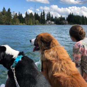 Media 'Dogs with one of their girls' in album 'Hercules'