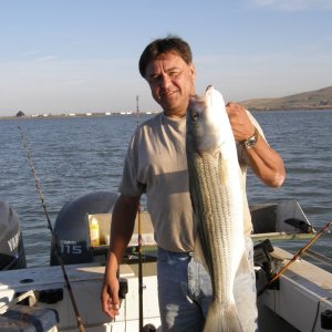 Striper...caught on sturgeon bait