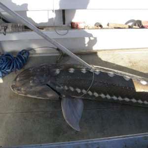 Monster sturgeon being held down so we can measure him