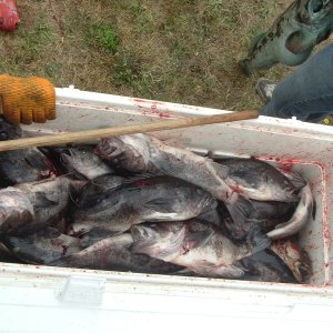 A couple limits of black rockfish taken out of Crescent City 2005