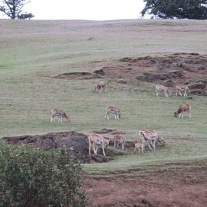 Media 'European Mouflon Sheep on Spieden island' in album 'Arriving at the marina Friday night around 7:30. "My Heaven" in the background.'