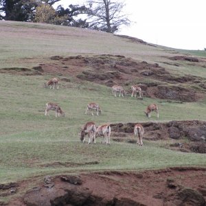 European Mouflon Sheep on Spieden island