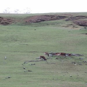 European Mouflon Sheep on Spieden island