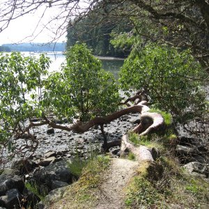 Media 'Horizontal Arbutus tree.  (madrona in US)' in album 'Easter weekend rafted with friends sv Shangrila and mv Doc swan  Wallace Island BC'