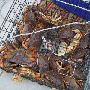 Good Day Crabbing