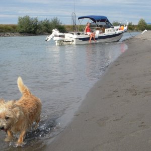 Ozzy on the beach