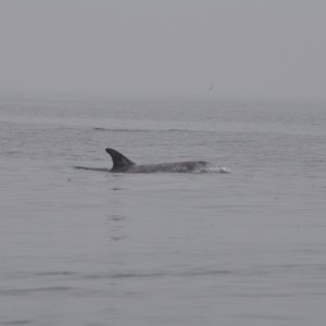 Media 'FrickDickyDolphins.jpg' in album '6_CohoAndTwoPinks.jpg'