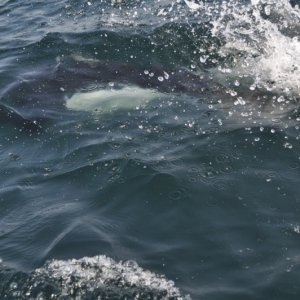 Media 'FrickyDickyDallPorpoise.jpg' in album '6_CohoAndTwoPinks.jpg'