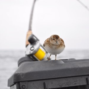 Media 'OurOffshoreVisitor.jpg' in album '6_CohoAndTwoPinks.jpg'